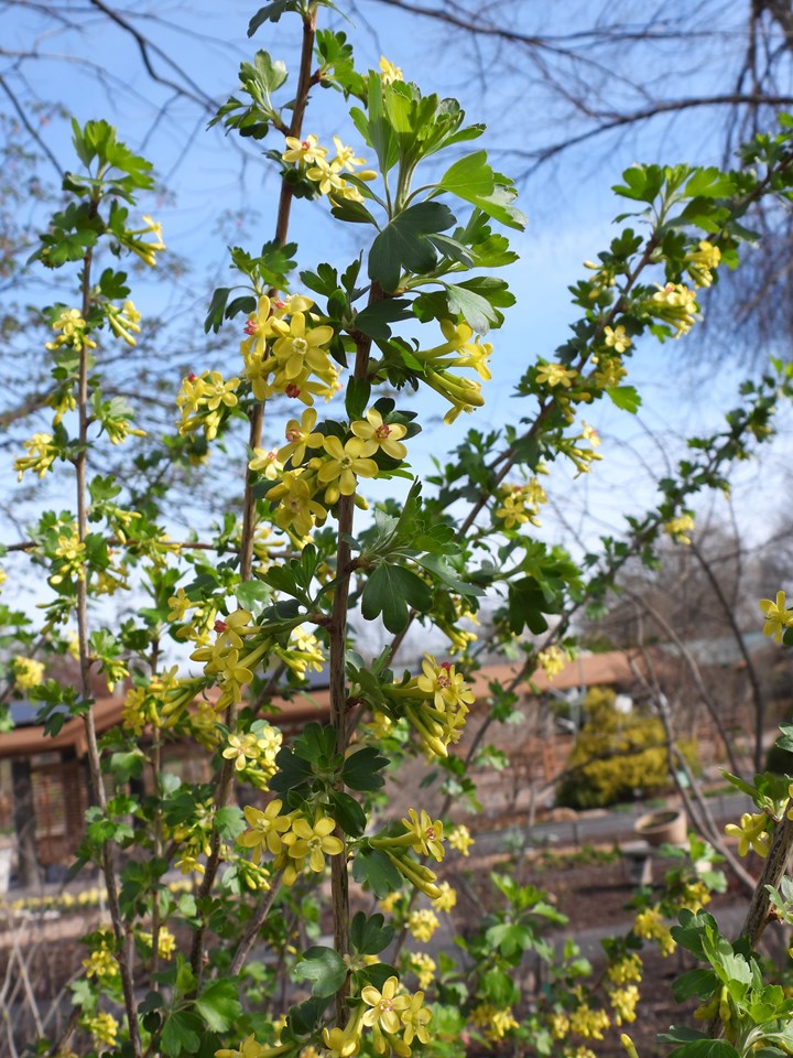 Photo 5 black currants.jpg